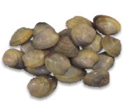 Clams